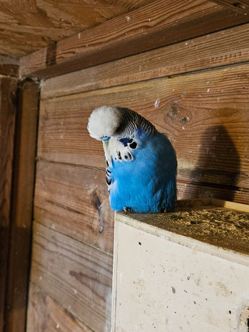Budgies