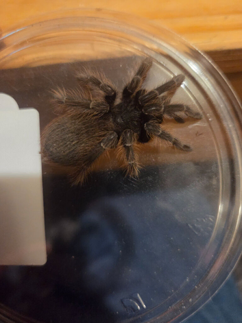 Brazilian red ( nhandu carapoensis )