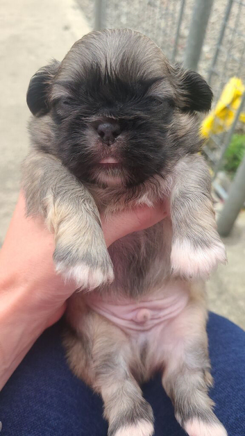 3 Pekingeses Puppies