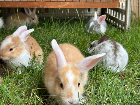 Baby rabbits looking for forever home