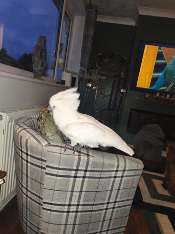 beautiful umbrella cockatoo 3 years old with cage worth &pound;500