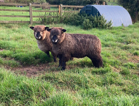 Coloured Ryeland Ewe Lambs