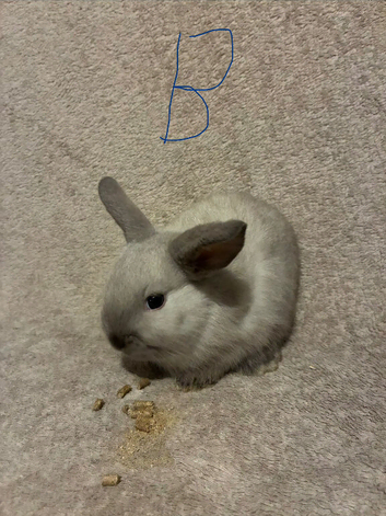 Pure bred mini lops