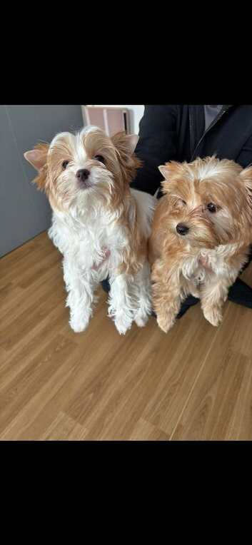 Teacup Yorkshire terrier