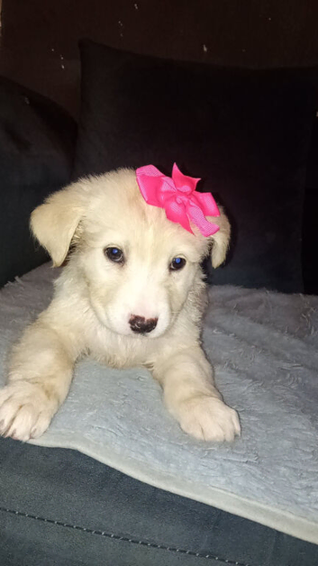 Stunning girl for sale