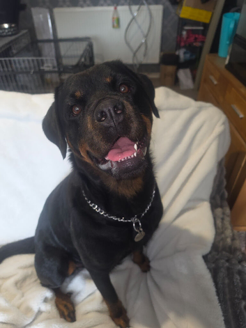 Rottweiler Puppies READY NOW