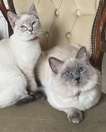 Beautiful Male Ragdoll Kittens