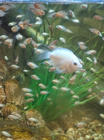 Baby Platinum Polar Cichlids