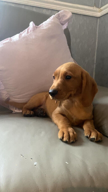Cockadoor pups