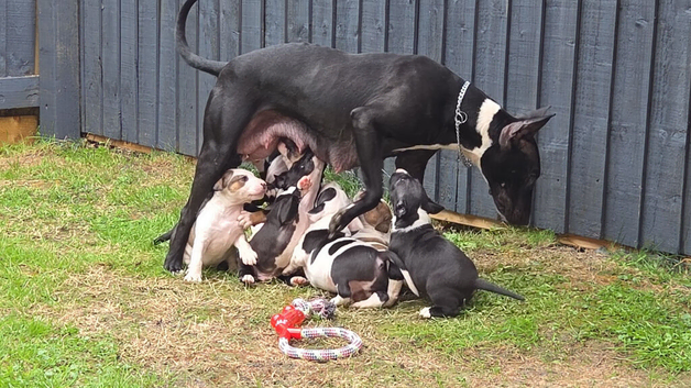 Working line english bullterrier