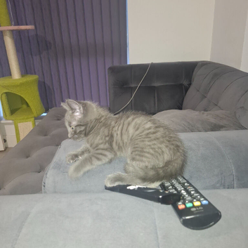 Grey male kitten mix breed x tabby