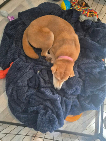10 month old staffi cross sharpe