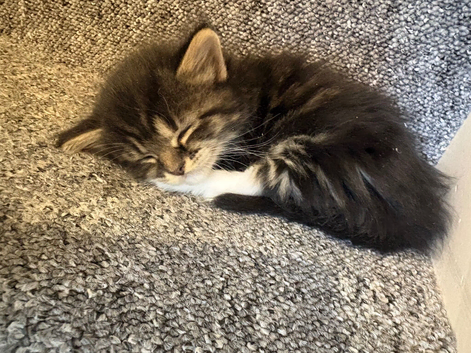1 beautiful girl kitten ready in 2 weeks