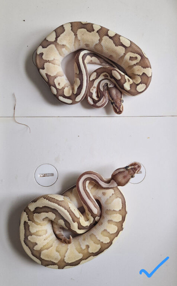 Royal python babies available between &pound;40 - &pound;70