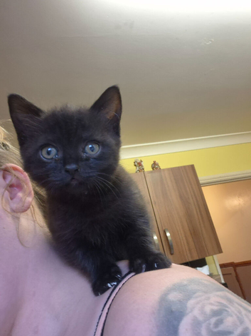 Black male tabby kitten