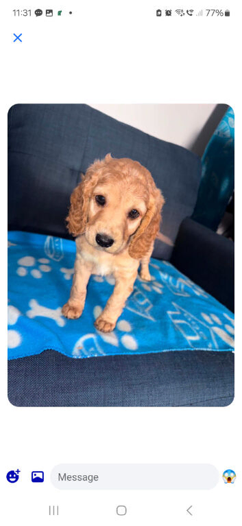 4 DNA health tested puppies for rehoming