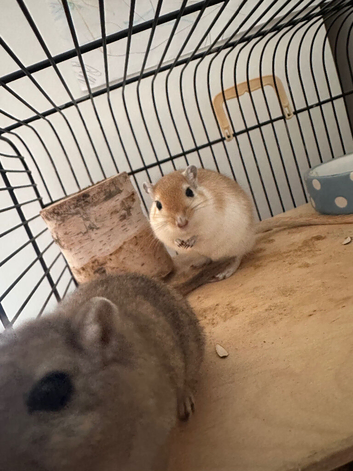 2 male gerbils