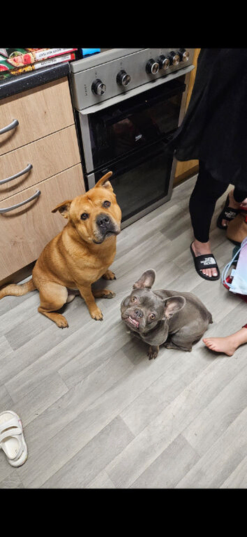 Frenchie-pei