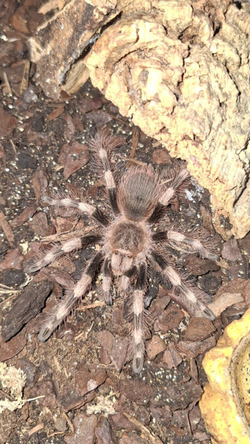 Misc Tarantulas + Setups