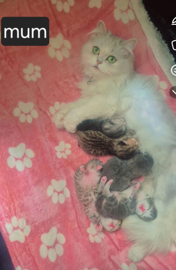 For sale Beautiful Pure Persian Kittens