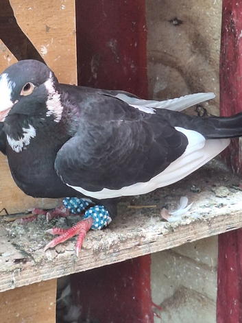Multiple breed group sale pigeons