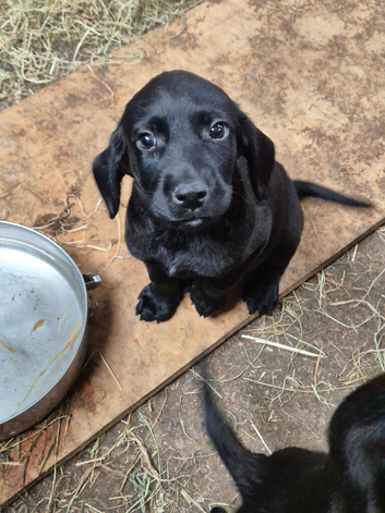 Springador Puppies READY NOW