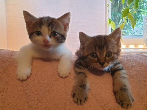 Two beautiful male kittens