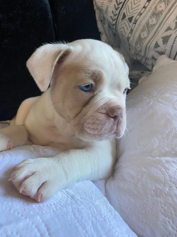 Olde English Bulldogge puppies