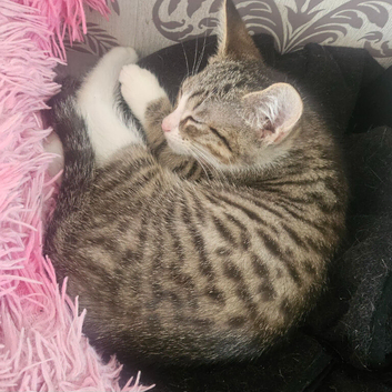 2 male and 2 femail kittens