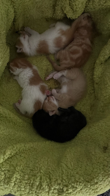 5 kittens for sale
