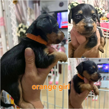 Dorkie pups (Yorkie x dachshund)