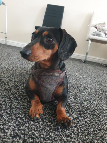 Boss, male. Stud &pound;70