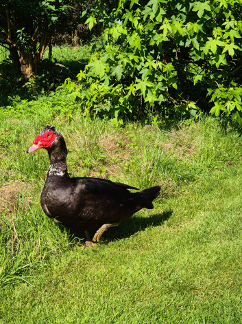 Muscovy Drake