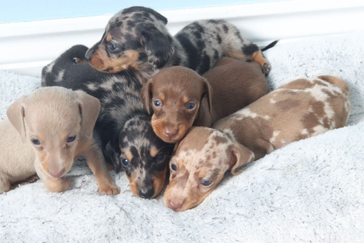 KC Reg Miniature Dachshunds