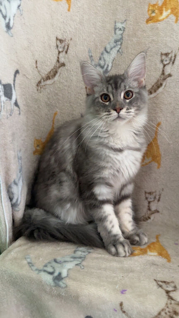 Female Blue Silver Classic Mainecoon
