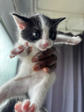 Adorable Tuxedo Kitten Looking for a Loving Home!&rdquo;