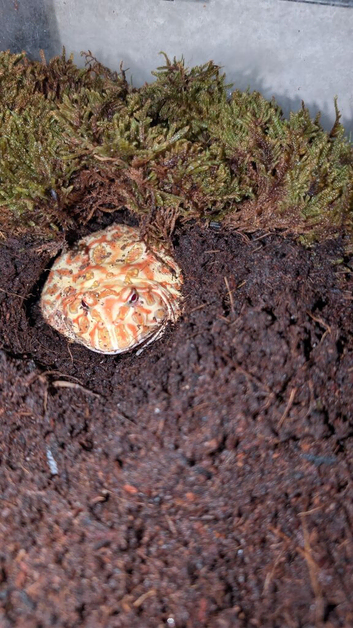 Apricot Pac-Man frog