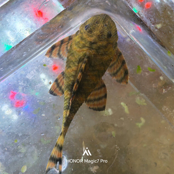 L397 Tiger Plecos