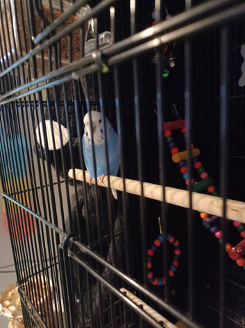 Female budgie for sale