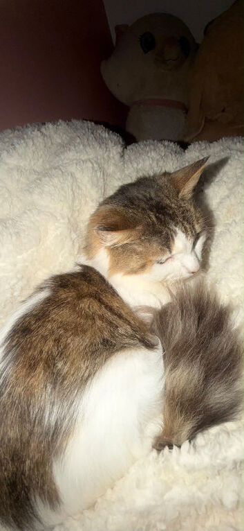3 cats looking for loving home