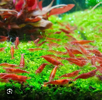 Cherry shrimp