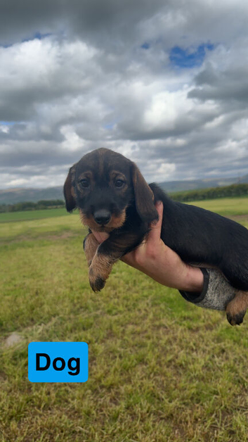 4 wire haired dachshund puppies