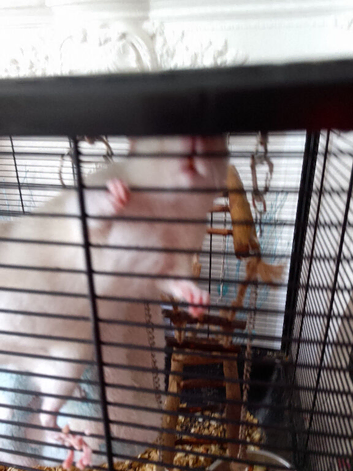 Female rats