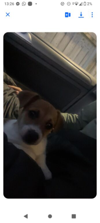 Jack Russell puppy