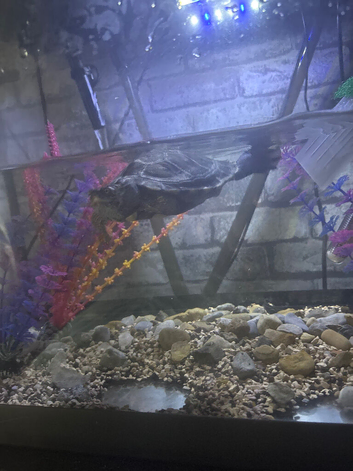 Needs a new home he&rsquo;s getting too big for my tank turtle only