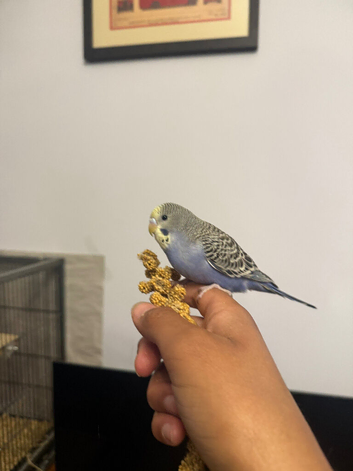 Tame Baby Budgies
