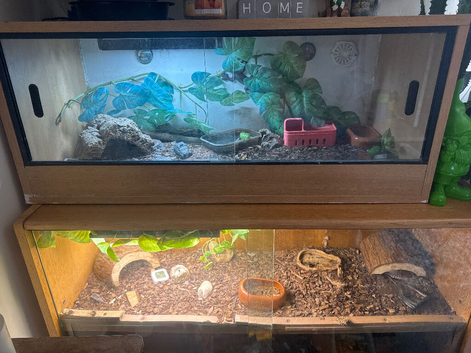 Breeding pair leopard geckos
