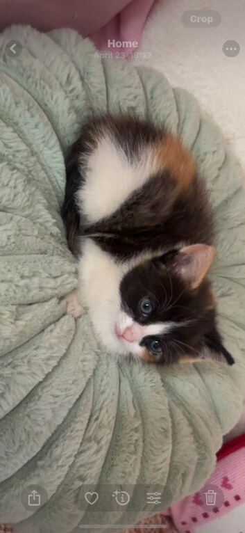 calico female kitten