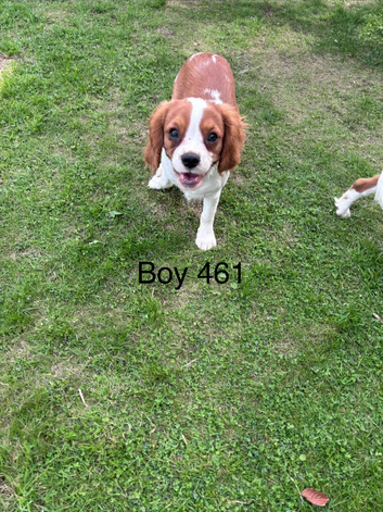 Gorgeous Cav Puppies