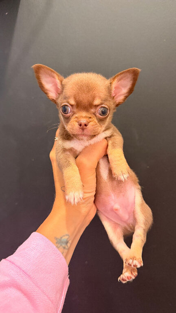 Tiny chihuahua puppies